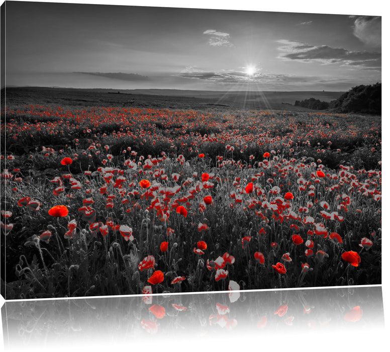 Pixxprint tolles Mohnblütenfeld, Leinwandbild