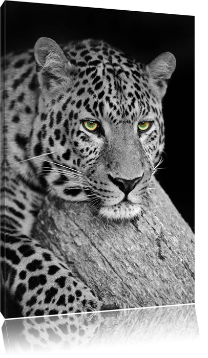 ruhender Leopard Leinwandbild