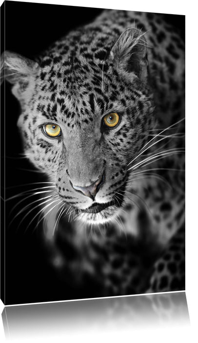 prächtig anmutiger Leopard Leinwandbild