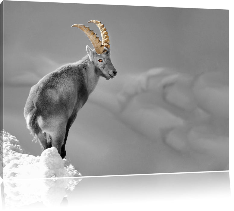 Pixxprint schöner Steinbock im Schnee, Leinwandbild