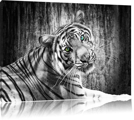 schöner neugieriger Tiger Leinwandbild
