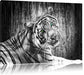 schöner neugieriger Tiger Leinwandbild