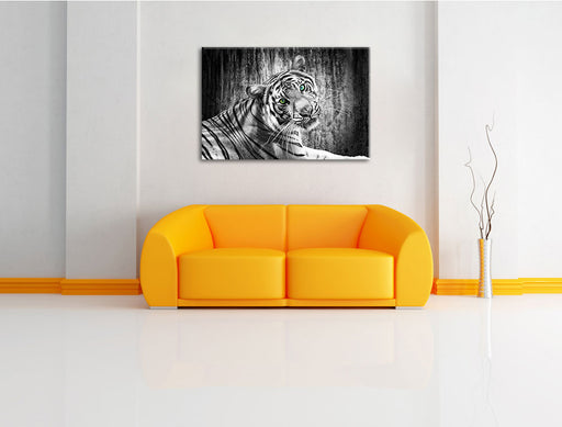 schöner neugieriger Tiger Leinwandbild über Sofa
