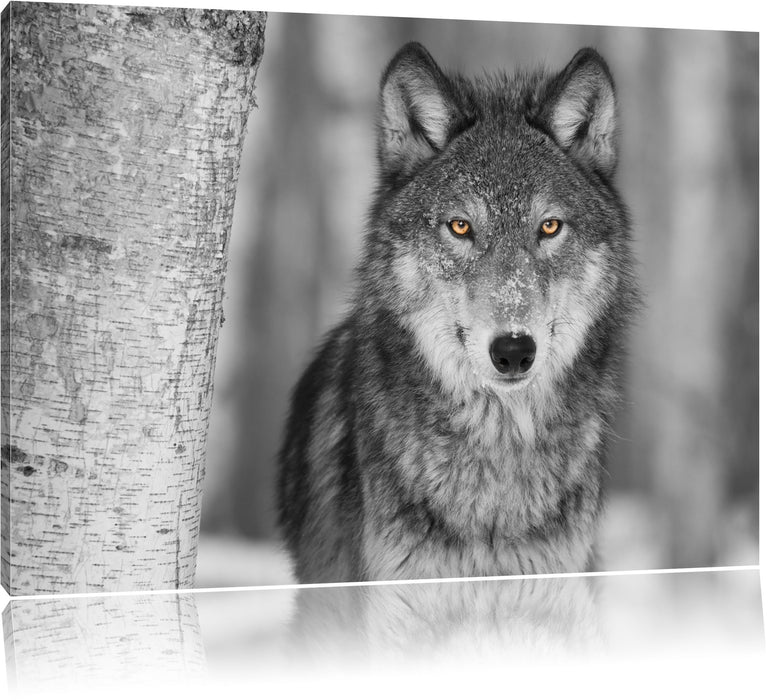 Pixxprint wunderschöner wachsamer Wolf, Leinwandbild
