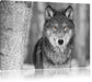 wunderschöner wachsamer Wolf Leinwandbild