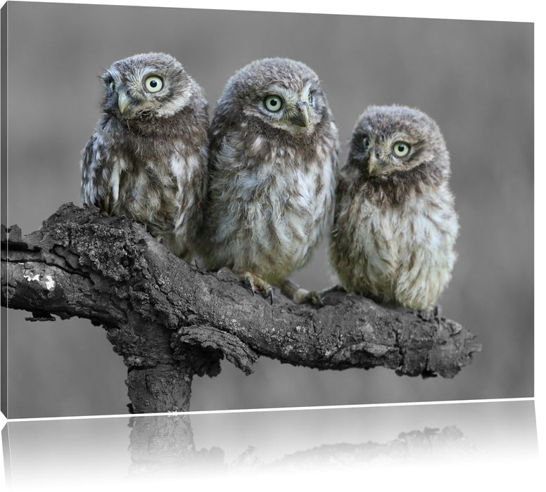 Pixxprint Eulen auf Ast, Leinwandbild