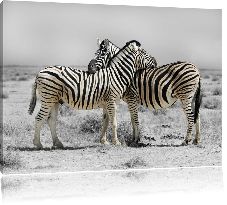 Zebras in der Savanne Leinwandbild