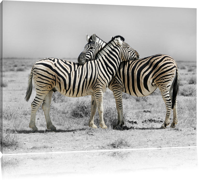 Pixxprint Zebras in der Savanne, Leinwandbild