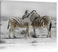 Zebras in der Savanne Leinwandbild