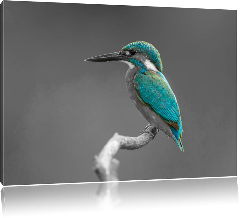 Pixxprint wunderschöner Eisvogel auf Ast, Leinwandbild