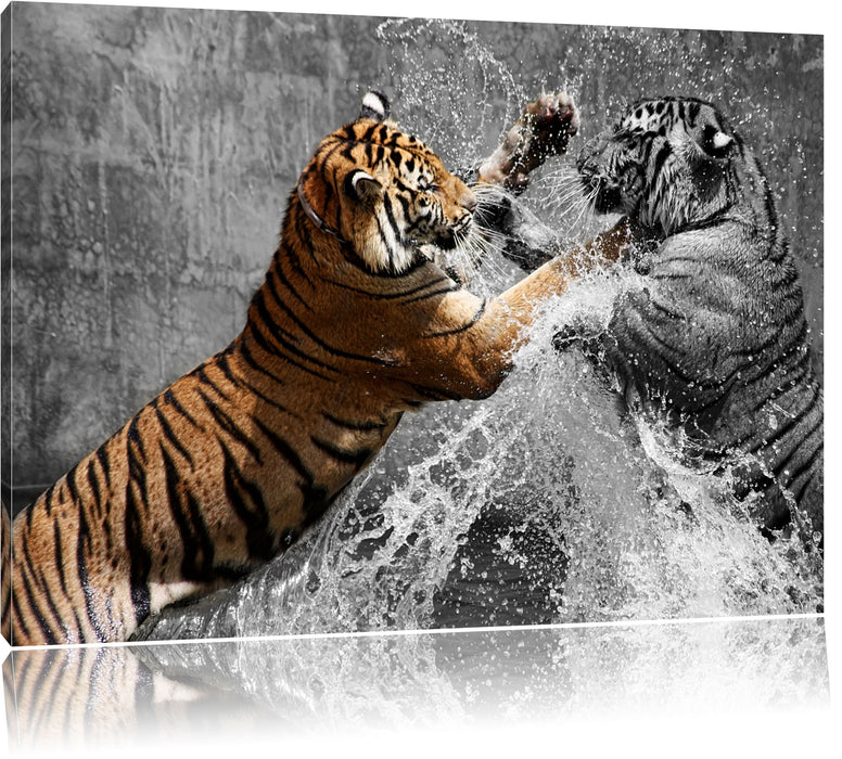prachtvolle Tiger kämpfen Leinwandbild