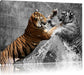 prachtvolle Tiger kämpfen Leinwandbild