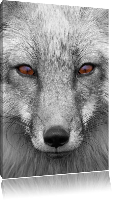 Pixxprint wunderschöner Fuchs im Portrait, Leinwandbild