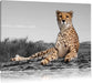 prächtiger Gepard in Savanne Leinwandbild