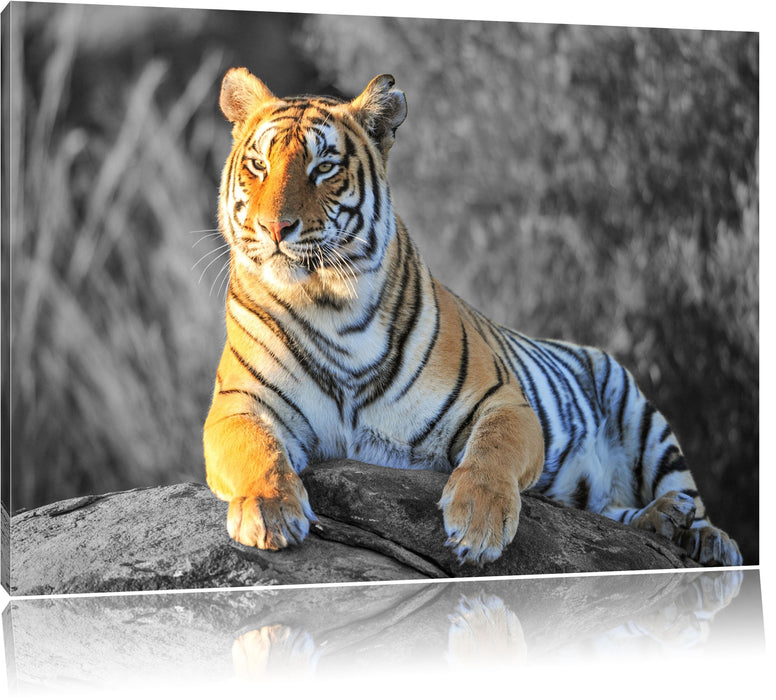 Pixxprint wunderschöner stolzer Tiger, Leinwandbild