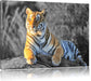 wunderschöner stolzer Tiger Leinwandbild