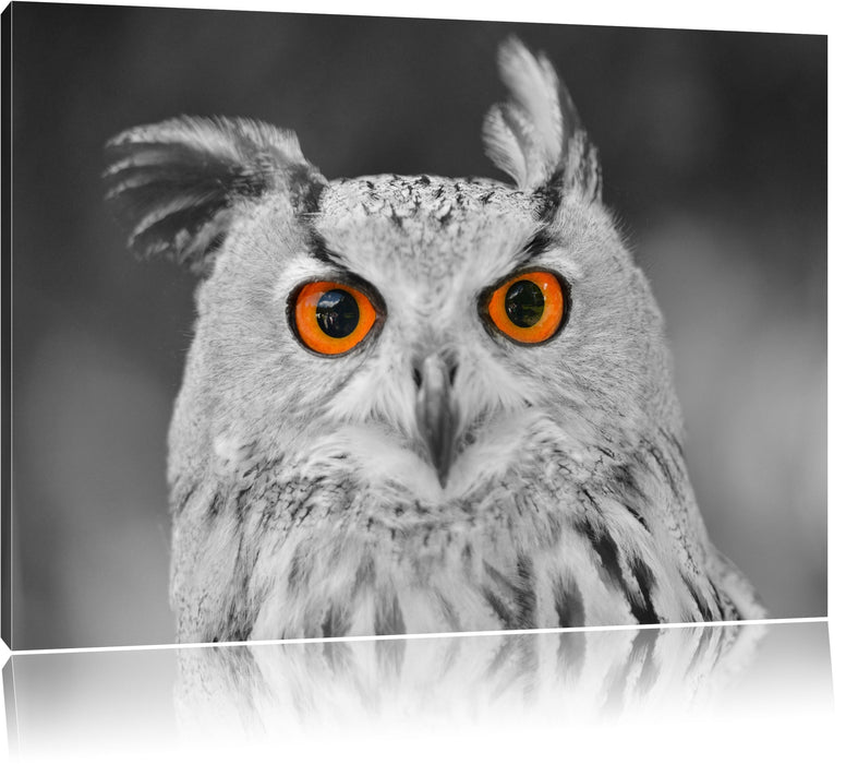 Pixxprint süßer Eulen Kauz, Leinwandbild