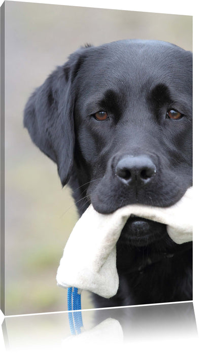 Pixxprint schwarzer Labrador mit Spielzeug, Leinwandbild