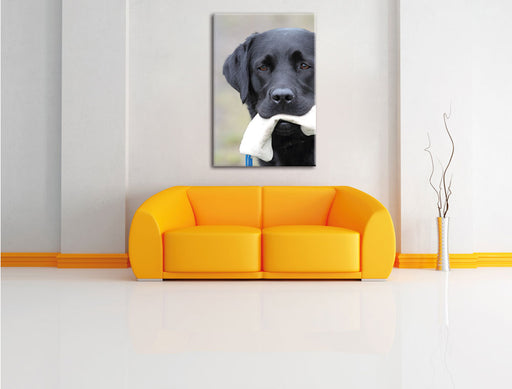 schwarzer Labrador mit Spielzeug Leinwandbild über Sofa