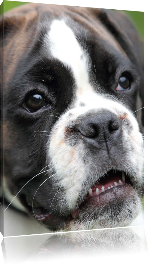 Deutscher Boxer Welpe Leinwandbild