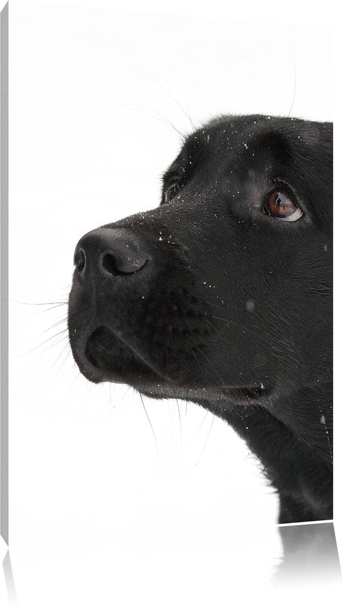 Schwarzer Labrador im Schnee Leinwandbild