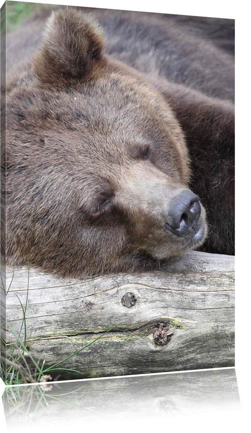 Bär schläft auf Baumstamm Leinwandbild