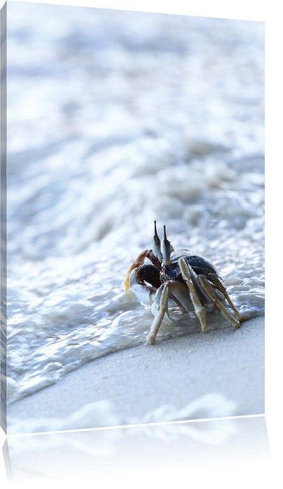 Pixxprint kleine Krabbe am Strand, Leinwandbild