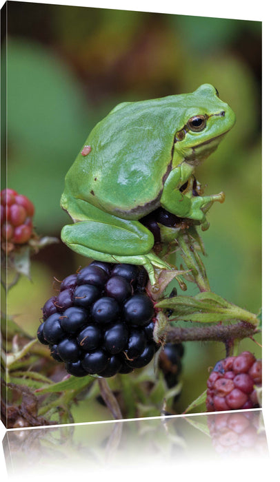 Pixxprint kleiner Frosch auf Brombeerstrauch, Leinwandbild