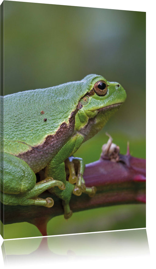 kleiner Frosch auf Dornenast Leinwandbild