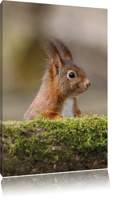 Pixxprint Eichhörnchen hinter Baumstamm, Leinwandbild