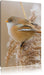 kleiner Vogel auf Weizen Leinwandbild
