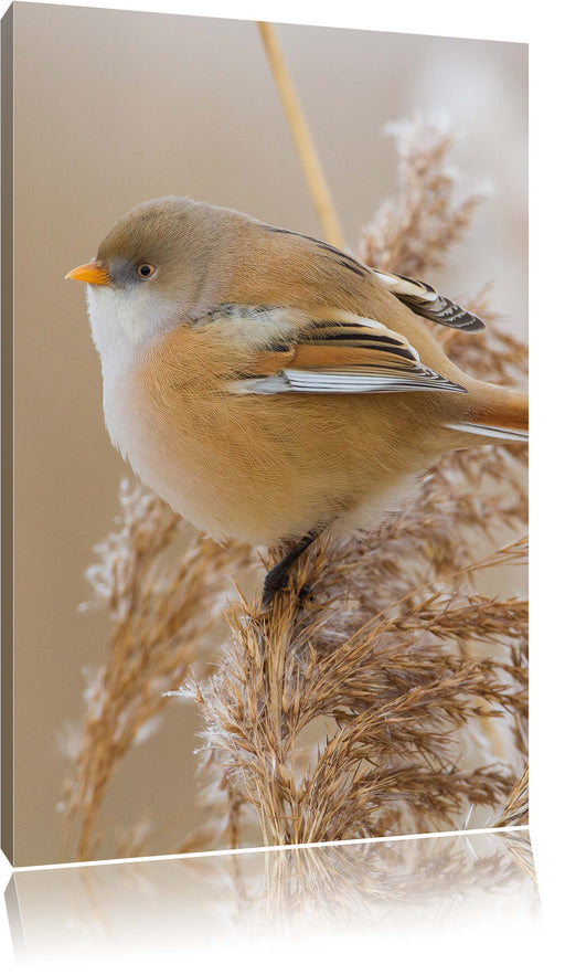 kleiner Vogel auf Weizen Leinwandbild