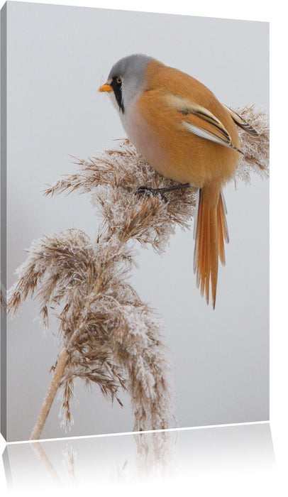 Pixxprint Vogel auf Weizen im Winter, Leinwandbild