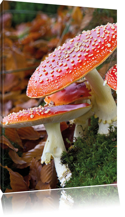 Pixxprint Fliegenpilze auf Waldboden, Leinwandbild