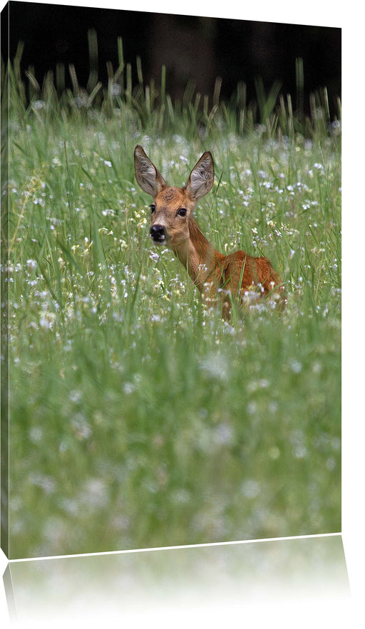 kleines Rehkitz auf Wiese Leinwandbild