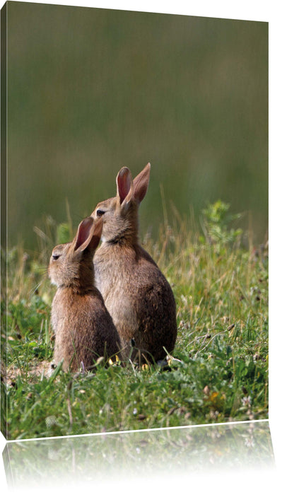 Pixxprint zwei Häschen auf Frühlingswiese, Leinwandbild