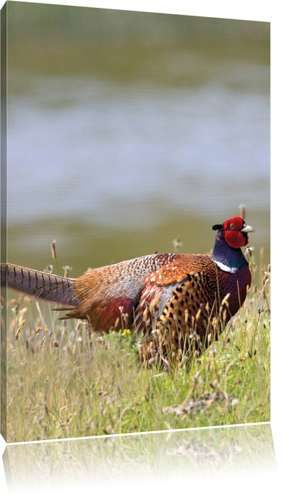 Pixxprint Fasan auf Frühlingswiese, Leinwandbild