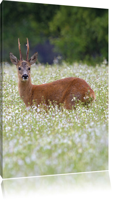 Pixxprint junger Hirsch auf Wildwiese, Leinwandbild