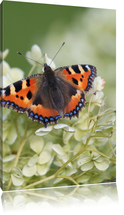 Pixxprint Schmetterling auf weißen Blüten, Leinwandbild