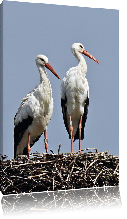 Pixxprint zwei stolze Störche im Nest, Leinwandbild