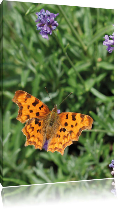 Pixxprint Schmetterling auf Blumenwiese, Leinwandbild