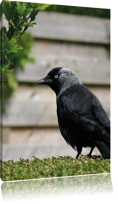 Pixxprint Vogel auf Gartenwiese, Leinwandbild