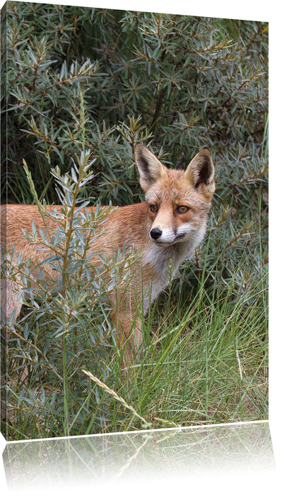 Pixxprint Fuchs im Wildstrauch, Leinwandbild