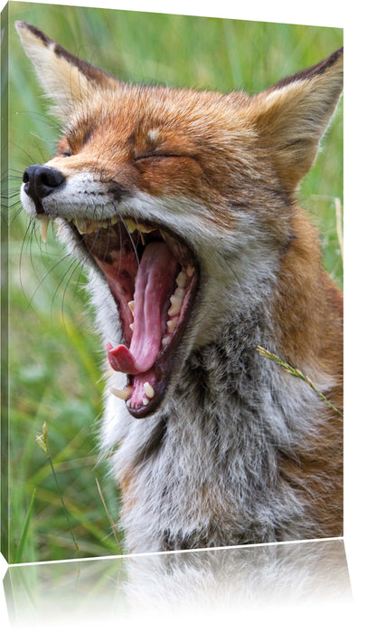 Pixxprint müder Fuchs auf Wildwiese, Leinwandbild