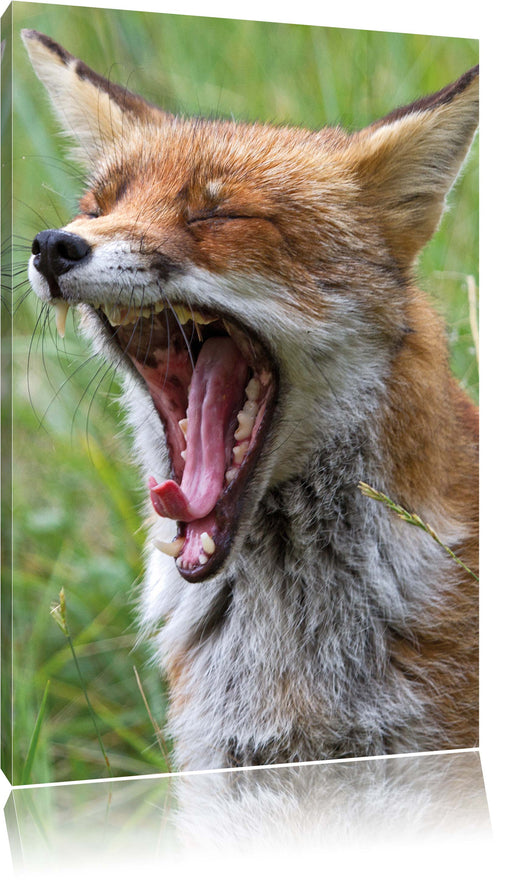 müder Fuchs auf Wildwiese Leinwandbild