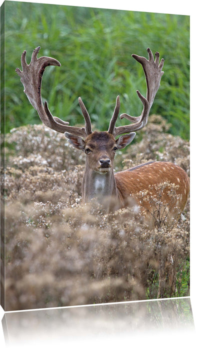 Pixxprint Hirschbock auf Wildwiese, Leinwandbild