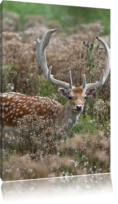 Pixxprint Axishirsch auf Wildwiese, Leinwandbild