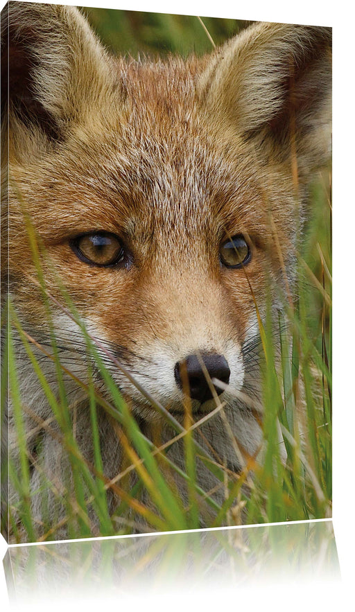 junger Fuchs auf Wiese Leinwandbild