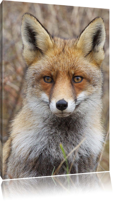 Pixxprint aufmerksamer Fuchs im Geäst, Leinwandbild