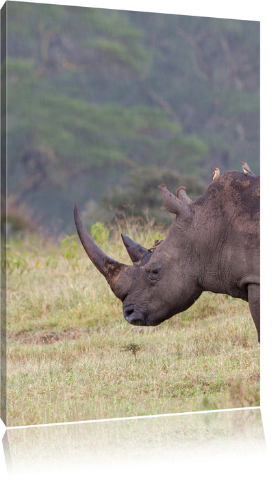 Pixxprint großes Nashorn in der Savanne, Leinwandbild